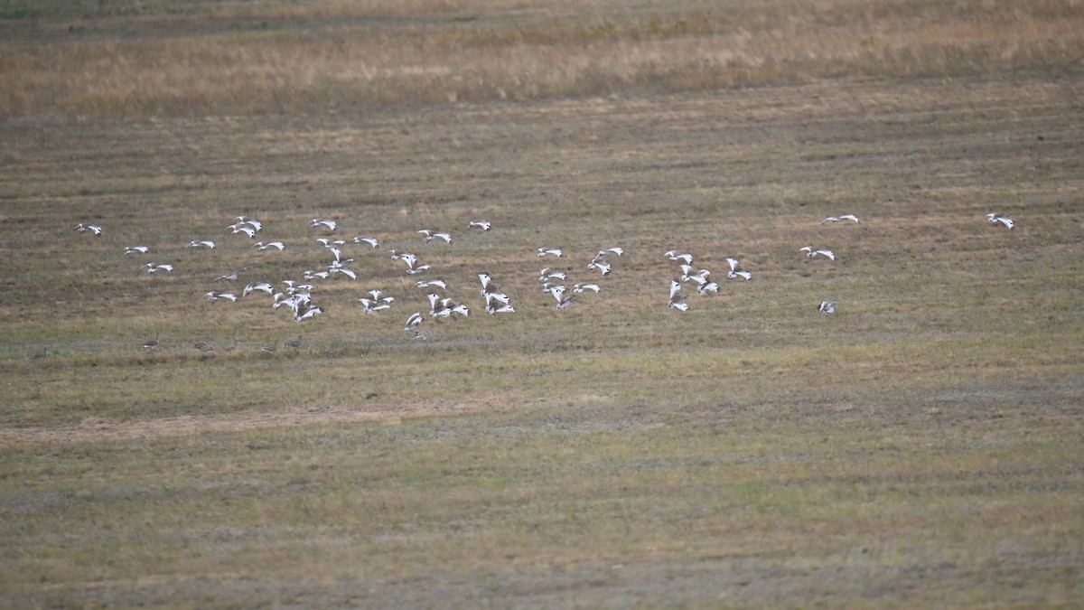 Little Bustard - ML641903784