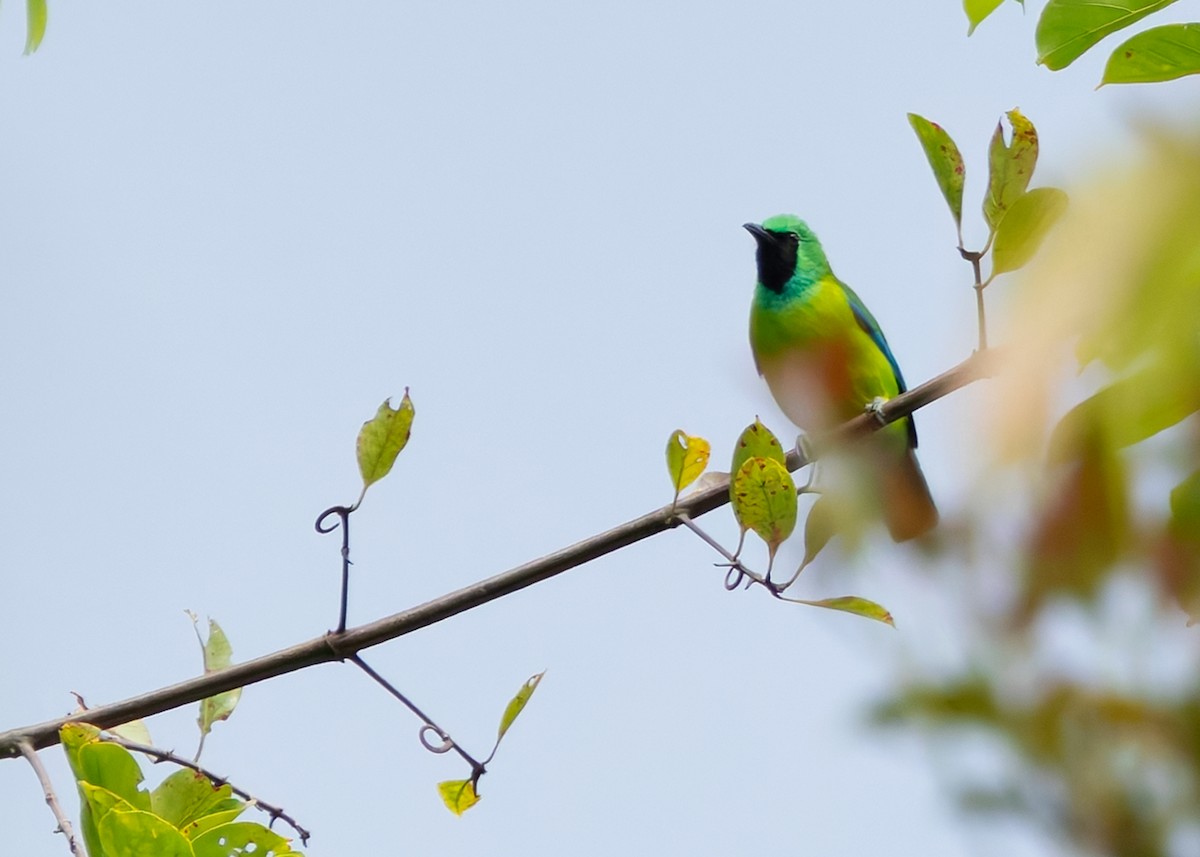 Bornean Leafbird - ML641903786
