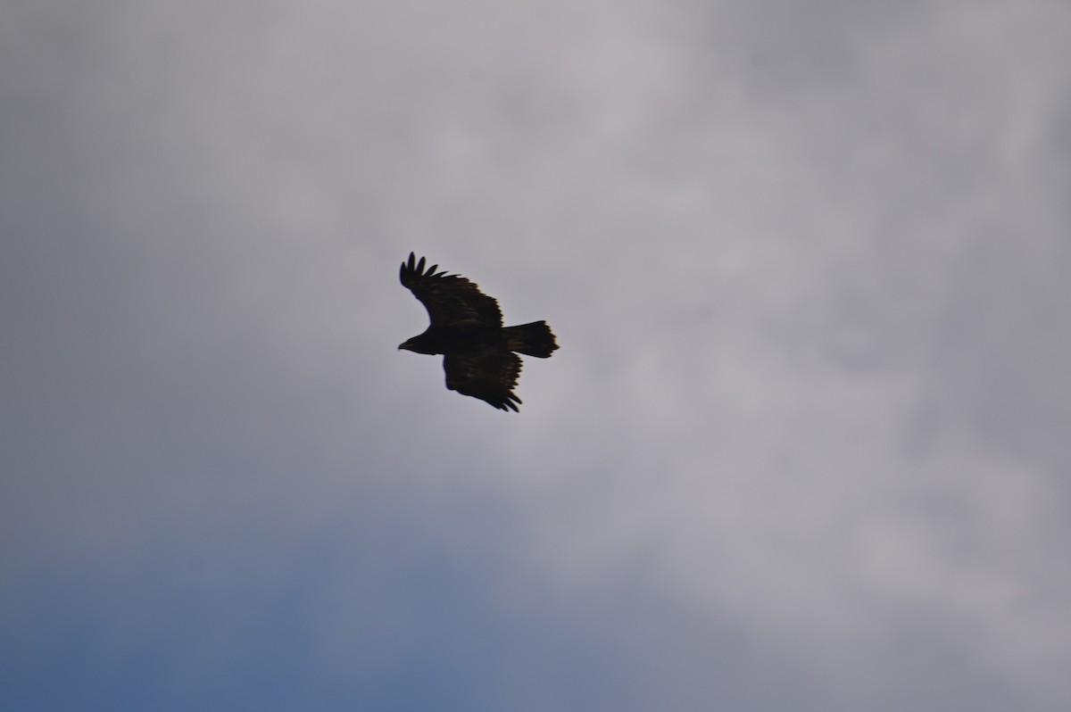Steppe Eagle - ML641903787