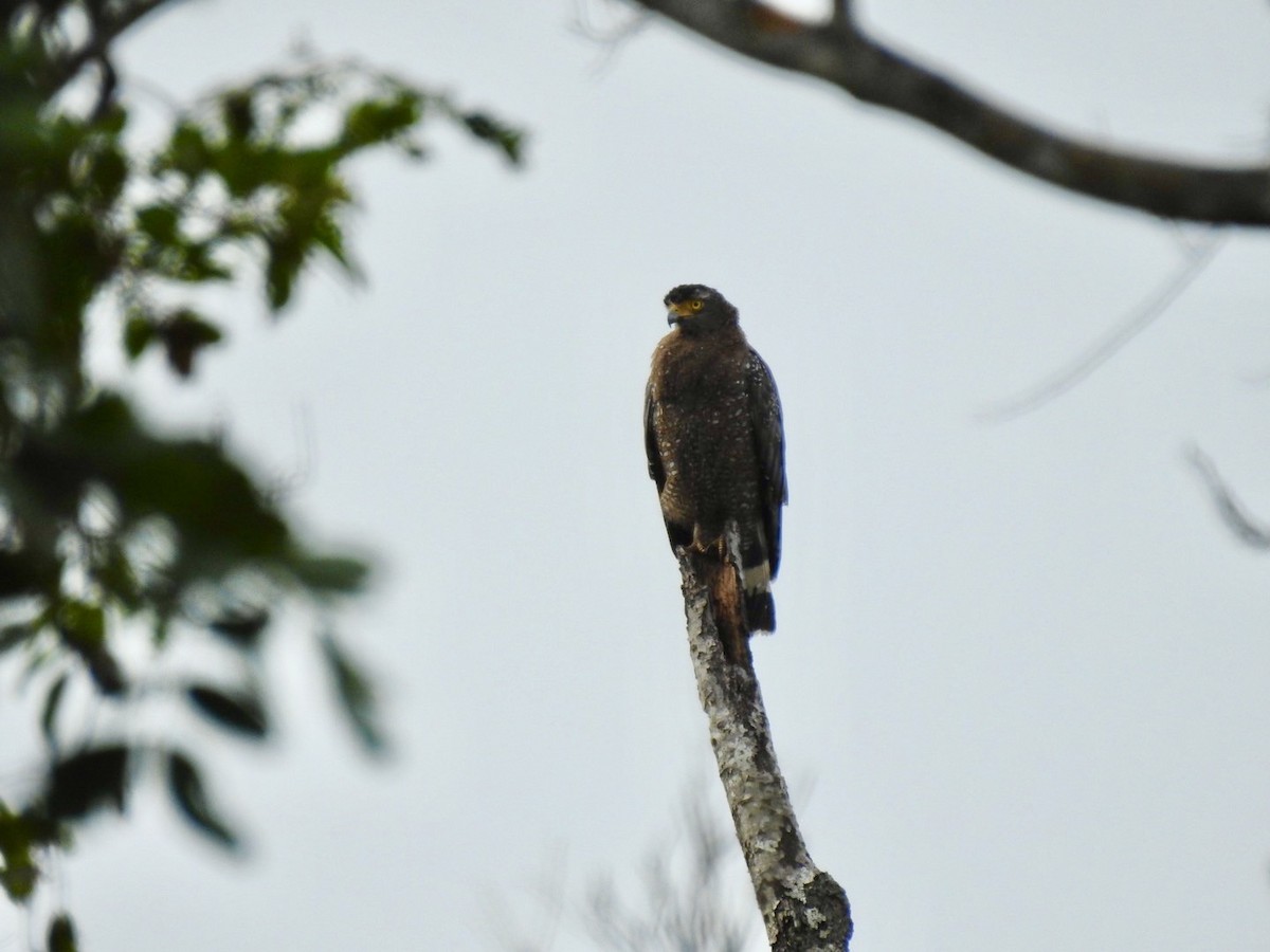 Crested Serpent-Eagle - ML641903808