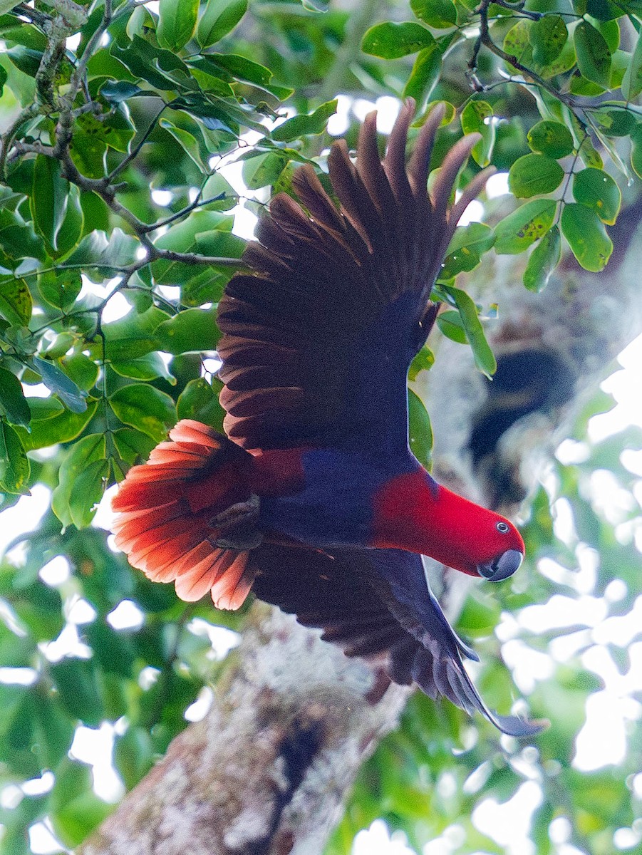 Papuan Eclectus - ML641903809