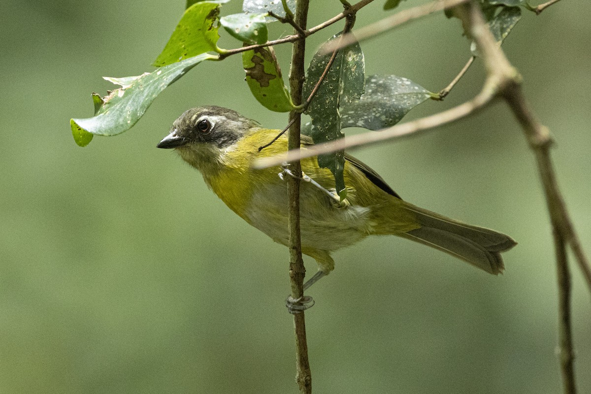 Common Chlorospingus - ML641903819