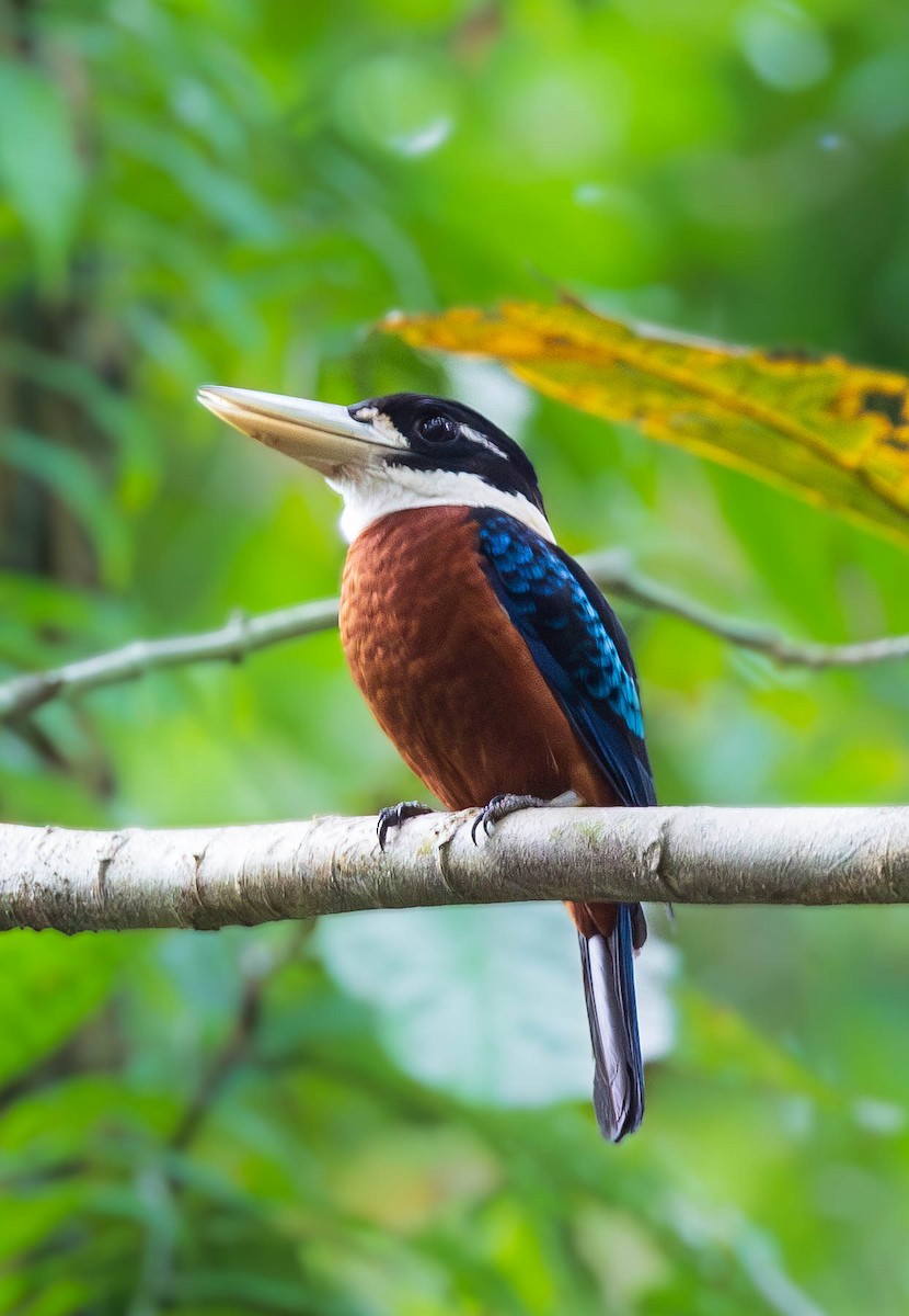 Rufous-bellied Kookaburra - ML641903827