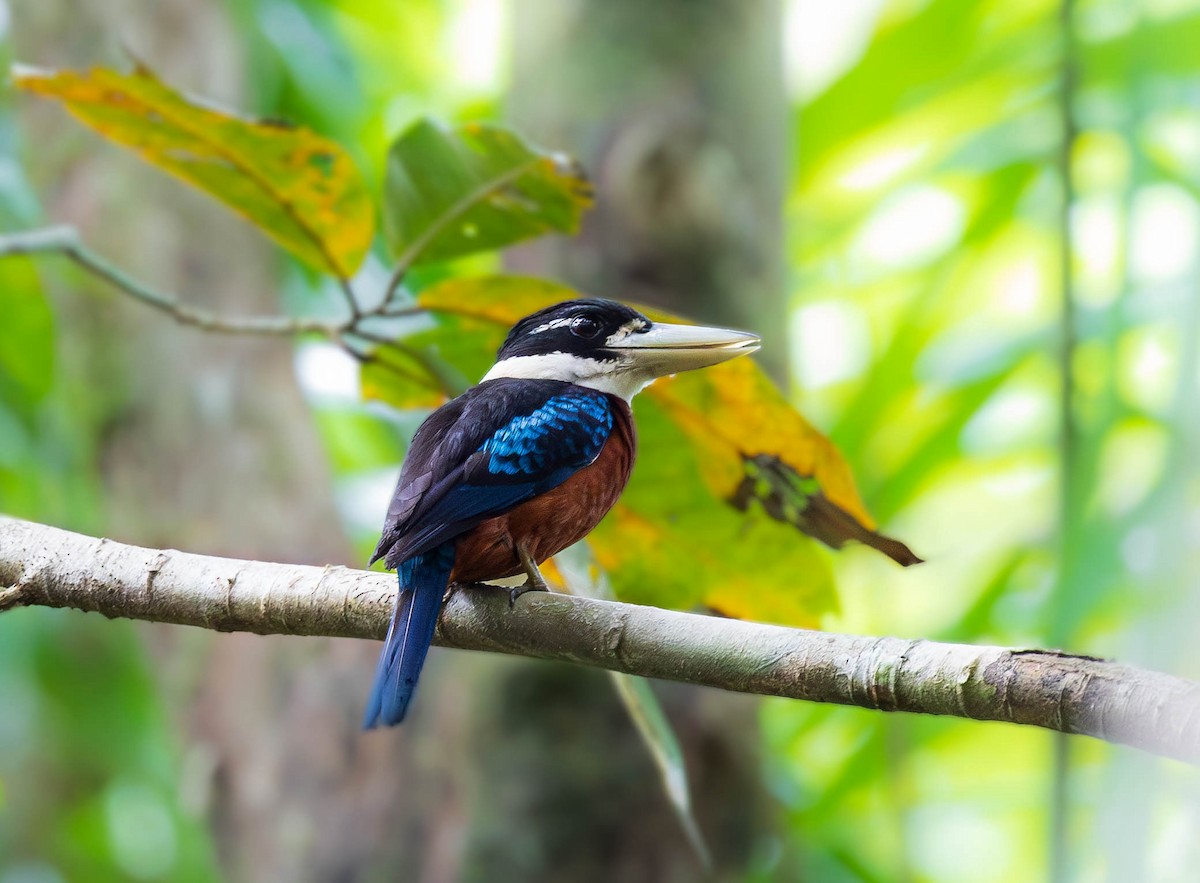 Rufous-bellied Kookaburra - ML641903828