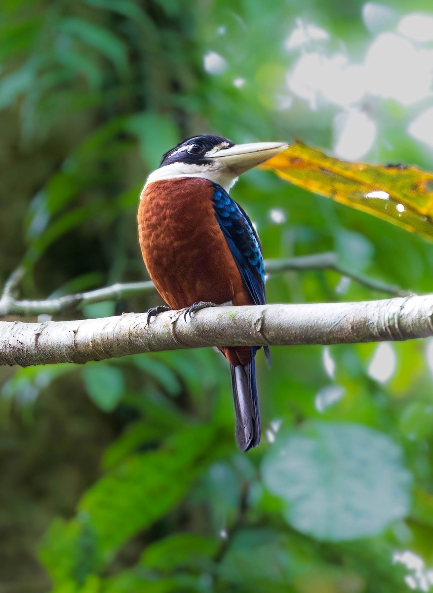 Rufous-bellied Kookaburra - ML641903829