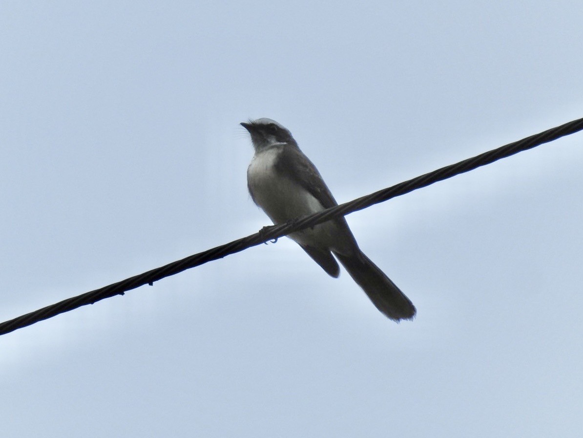 White-browed Fantail - ML641903848