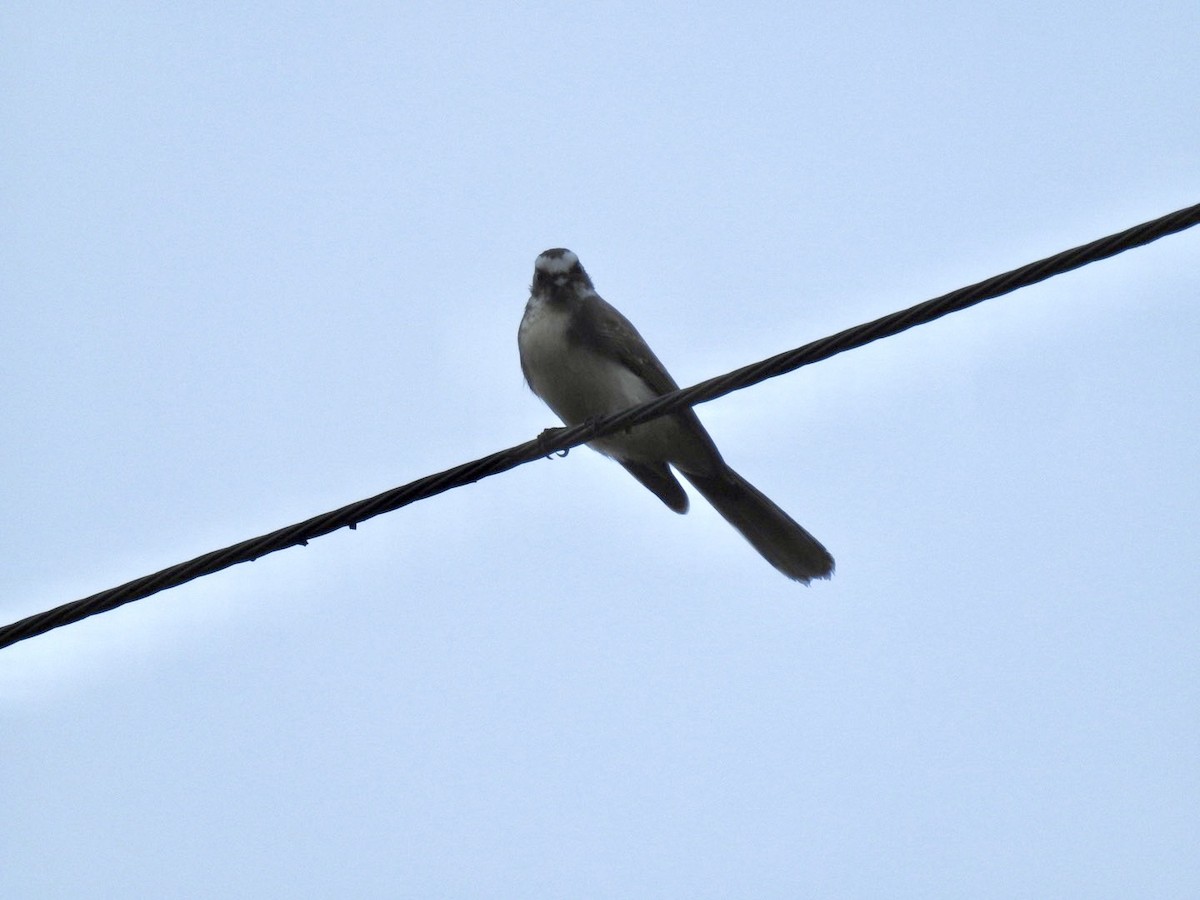 White-browed Fantail - ML641903849