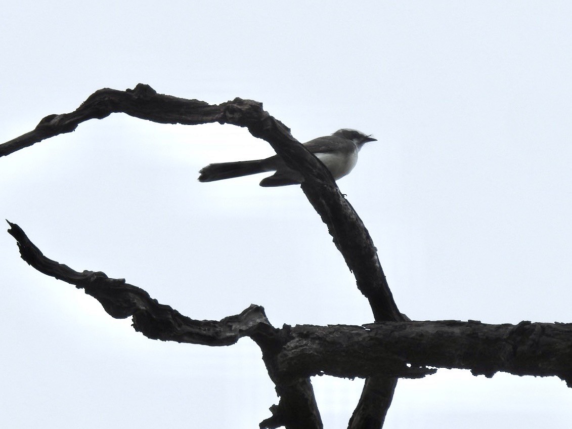White-browed Fantail - ML641903850
