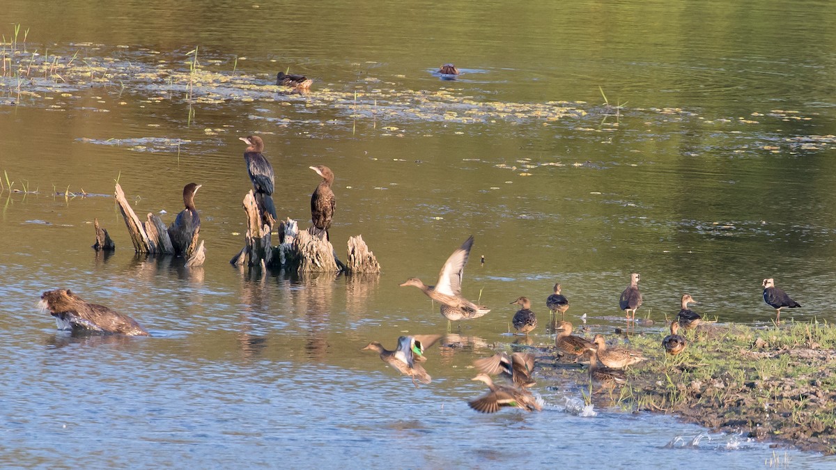Pygmy Cormorant - ML641903857