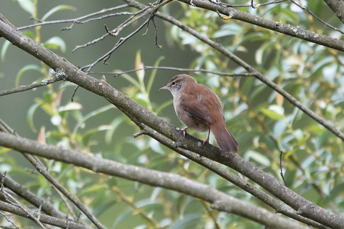 Cetti's Warbler - ML641903858