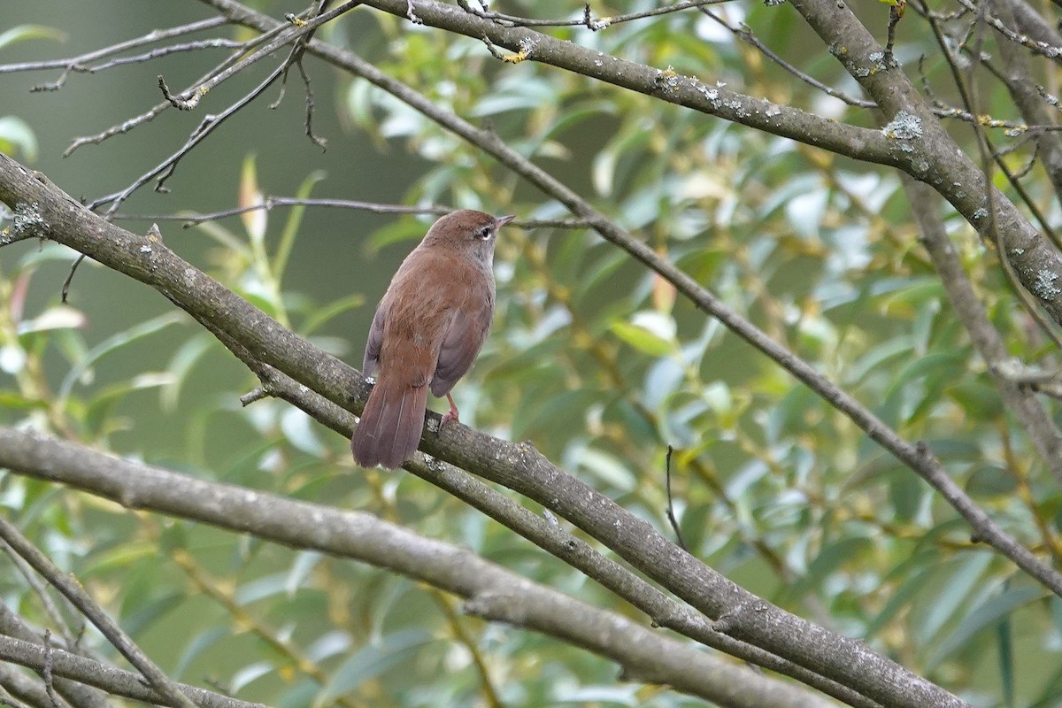 Cetti's Warbler - ML641903859