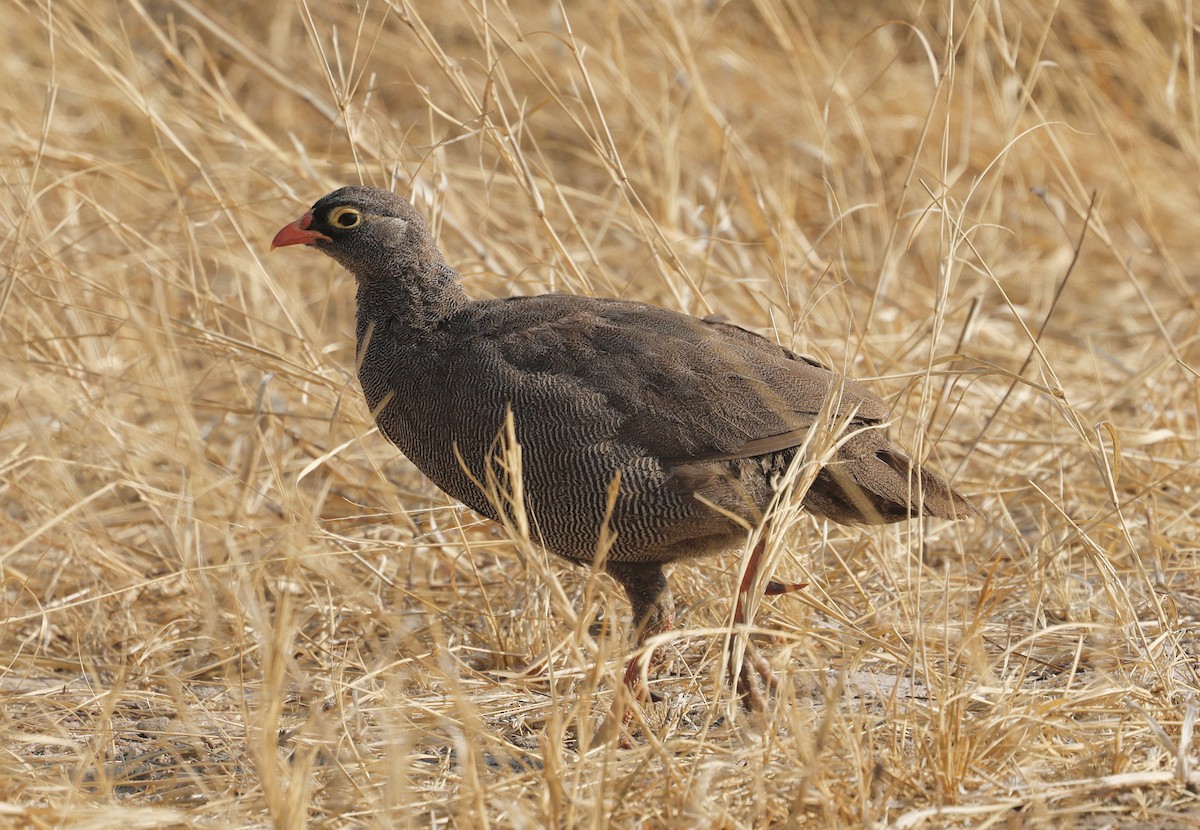 Red-billed Spurfowl - ML641903860