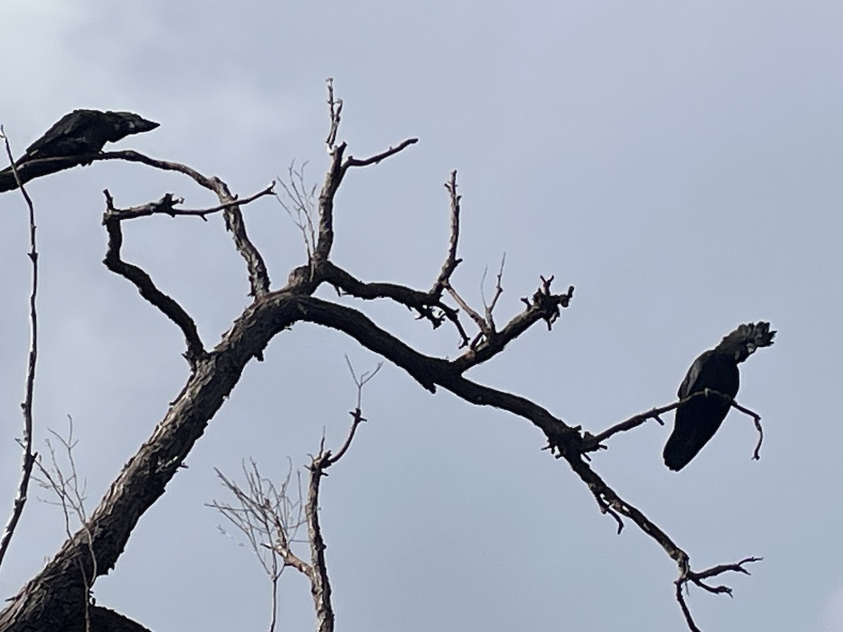 Red-tailed Black-Cockatoo - ML641903861