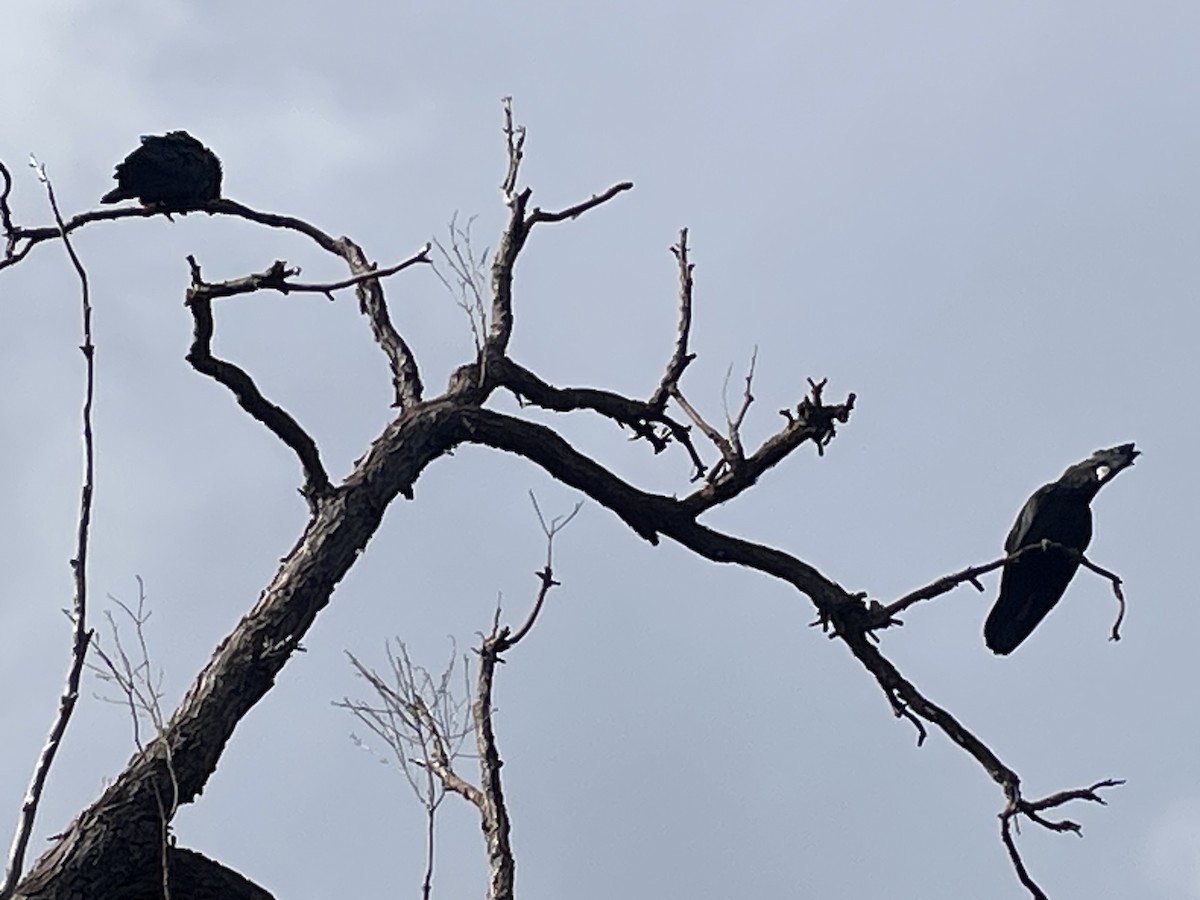 Red-tailed Black-Cockatoo - ML641903863