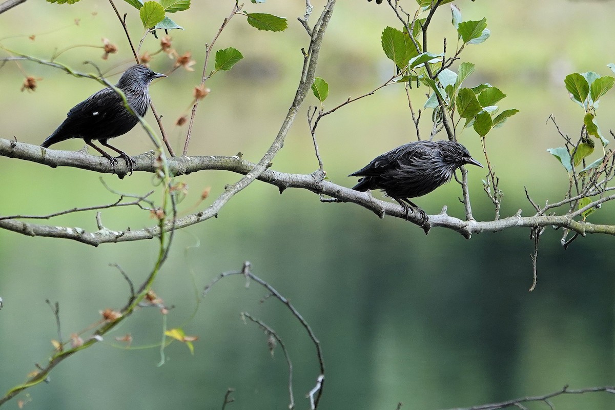 Spotless Starling - ML641903865