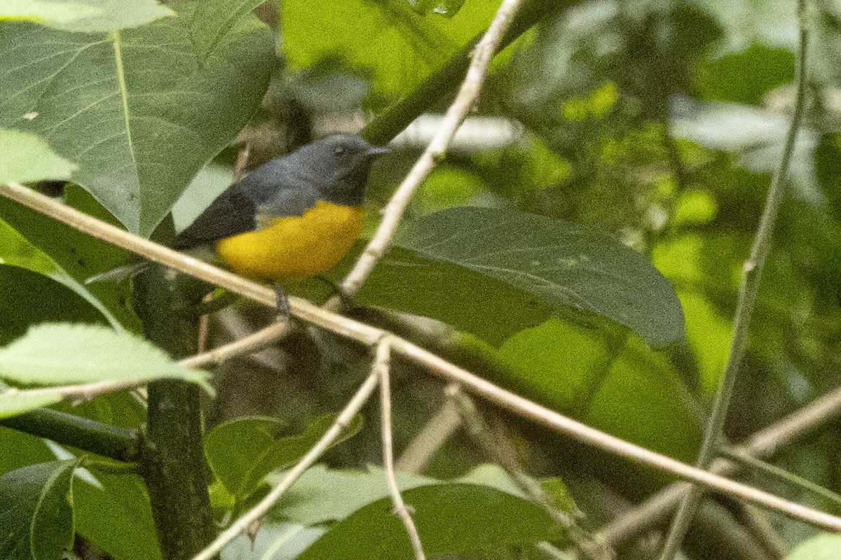 Slate-throated Redstart - ML641903866