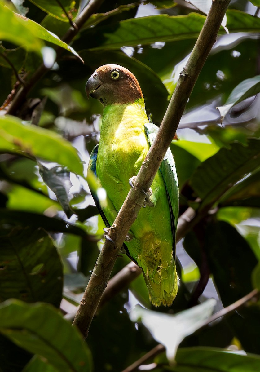 Red-cheeked Parrot - ML641903867