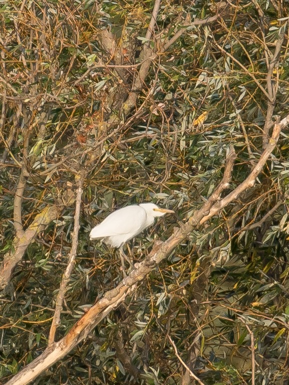 Western Cattle-Egret - ML641903868