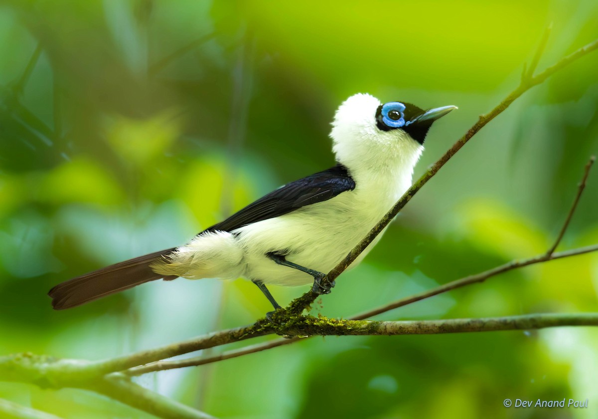 Frilled Monarch - ML641903874