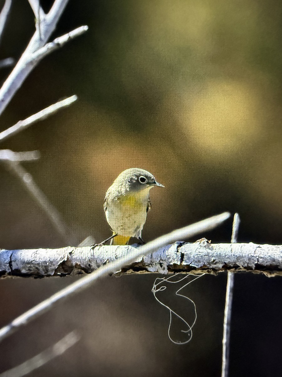 Virginia's Warbler - ML641903877