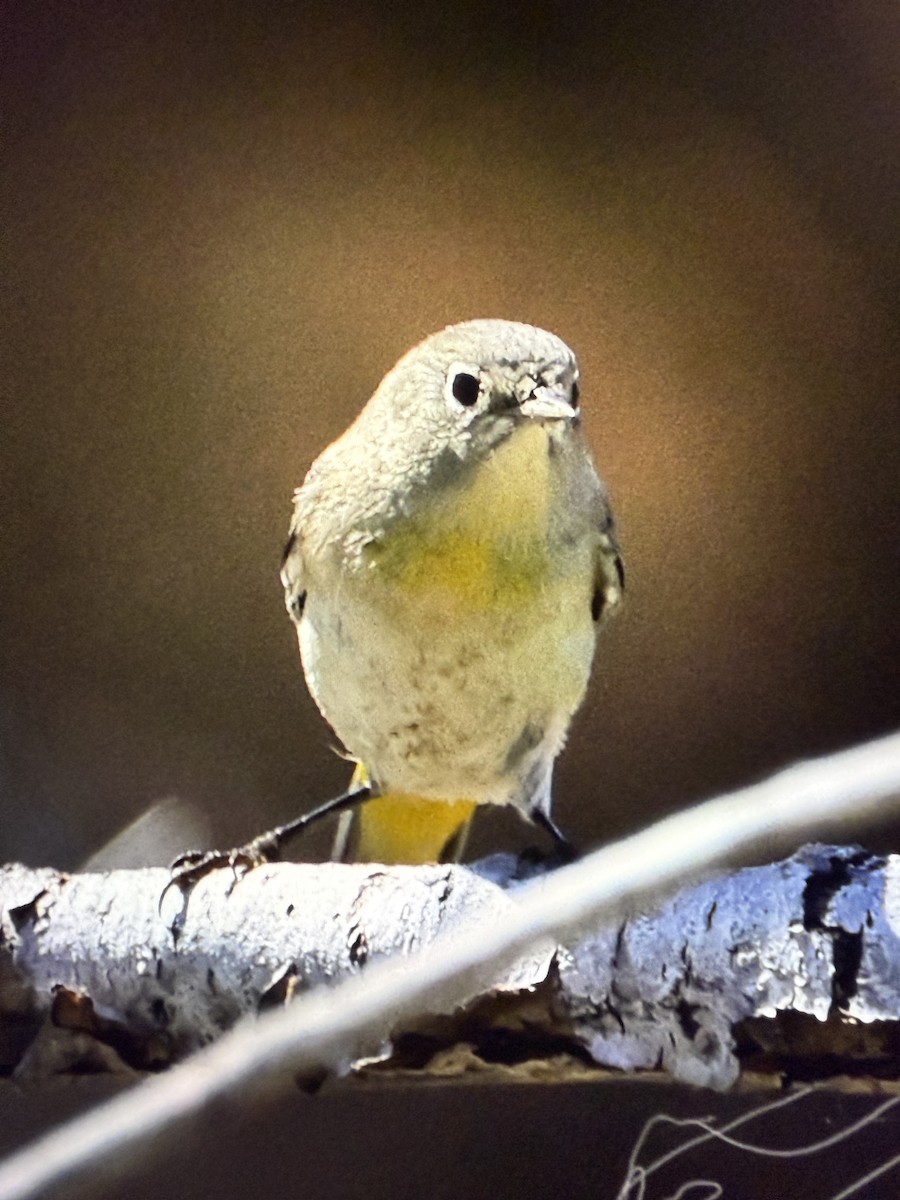 Virginia's Warbler - ML641903878