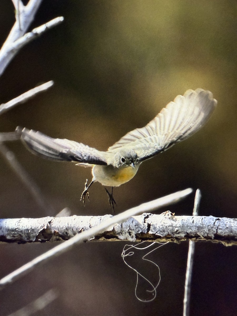 Virginia's Warbler - ML641903879