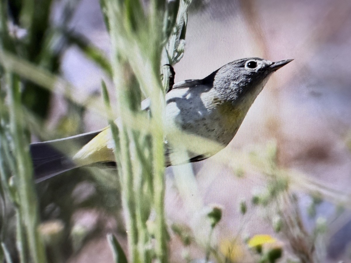 Virginia's Warbler - ML641903880