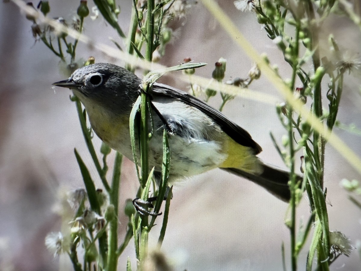 Virginia's Warbler - ML641903881