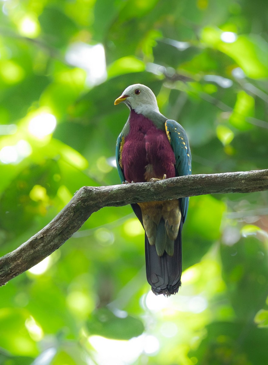 Wompoo Fruit-Dove - ML641903884