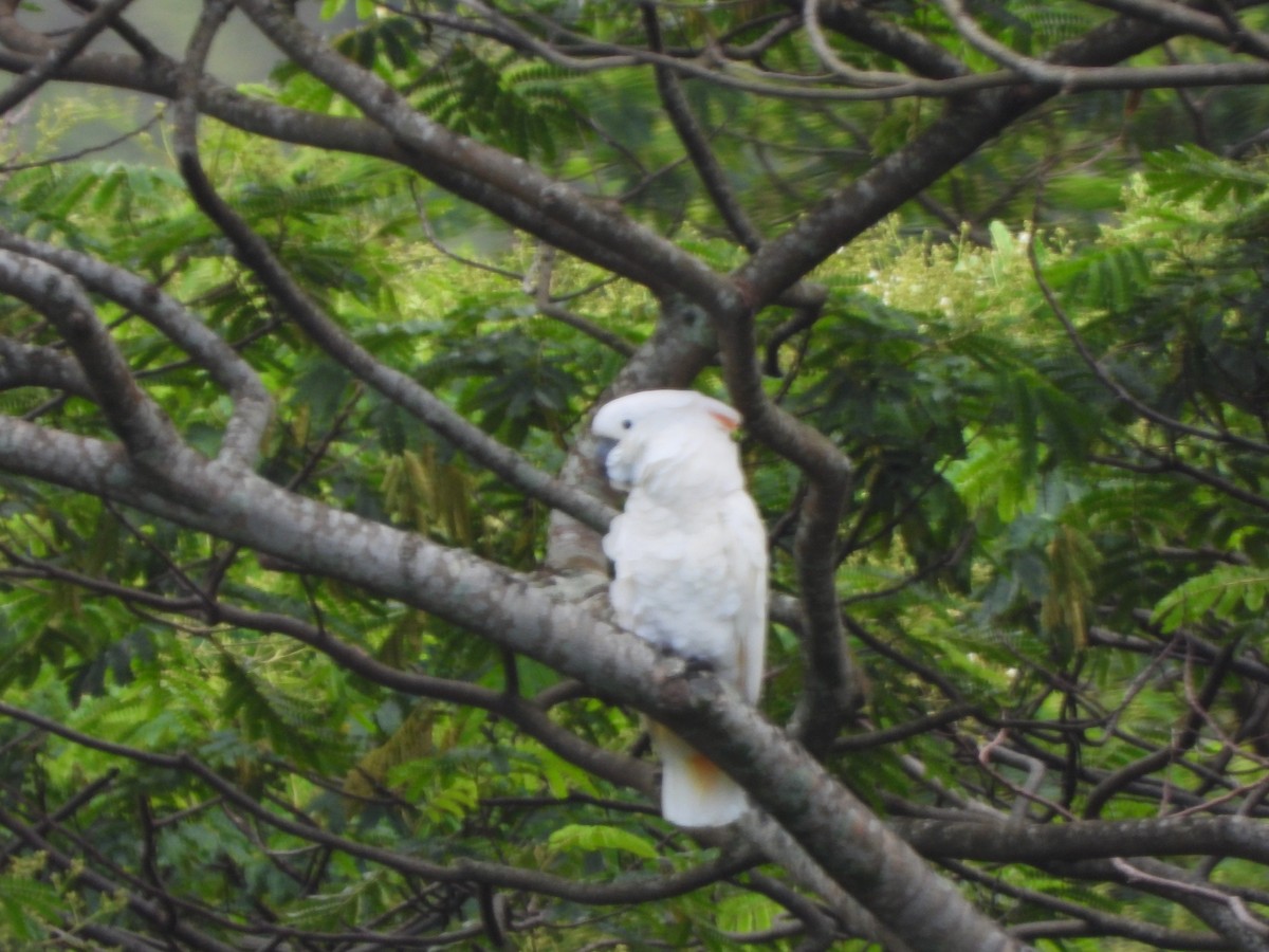 Cacatúa Moluqueña - ML641903887