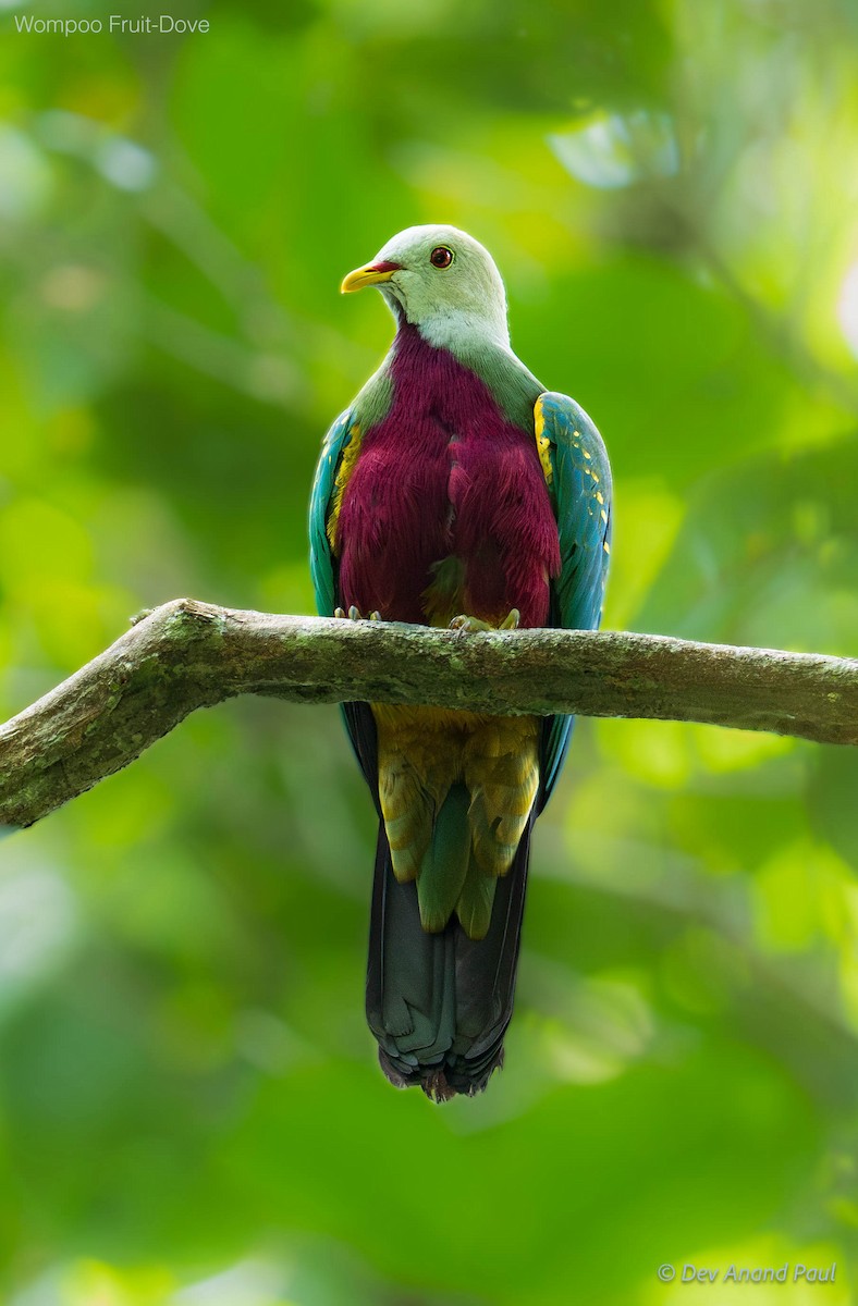 Wompoo Fruit-Dove - ML641903888