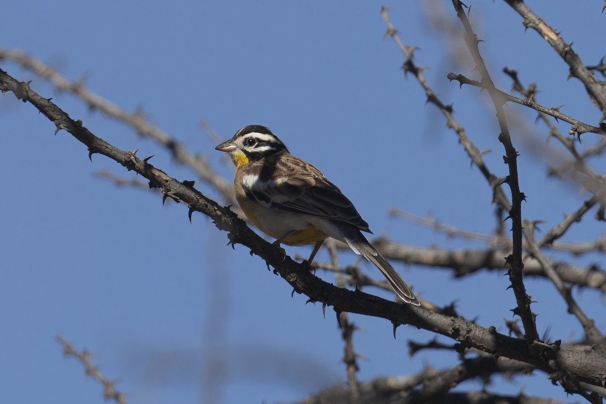 Golden-breasted Bunting - ML641903890