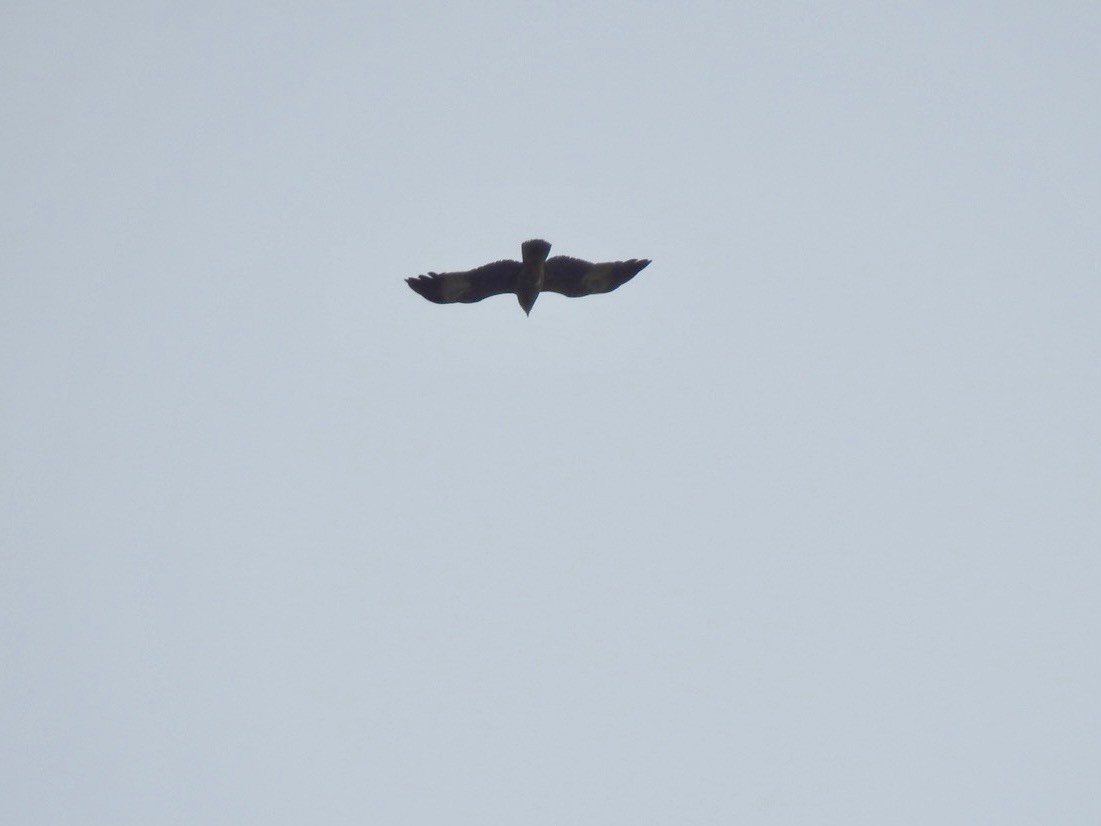 Brahminy Kite - ML641903894