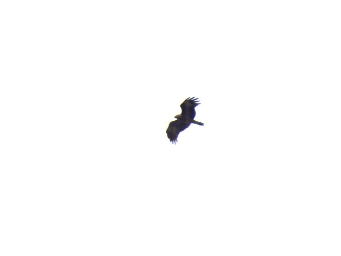 Brahminy Kite - ML641903896