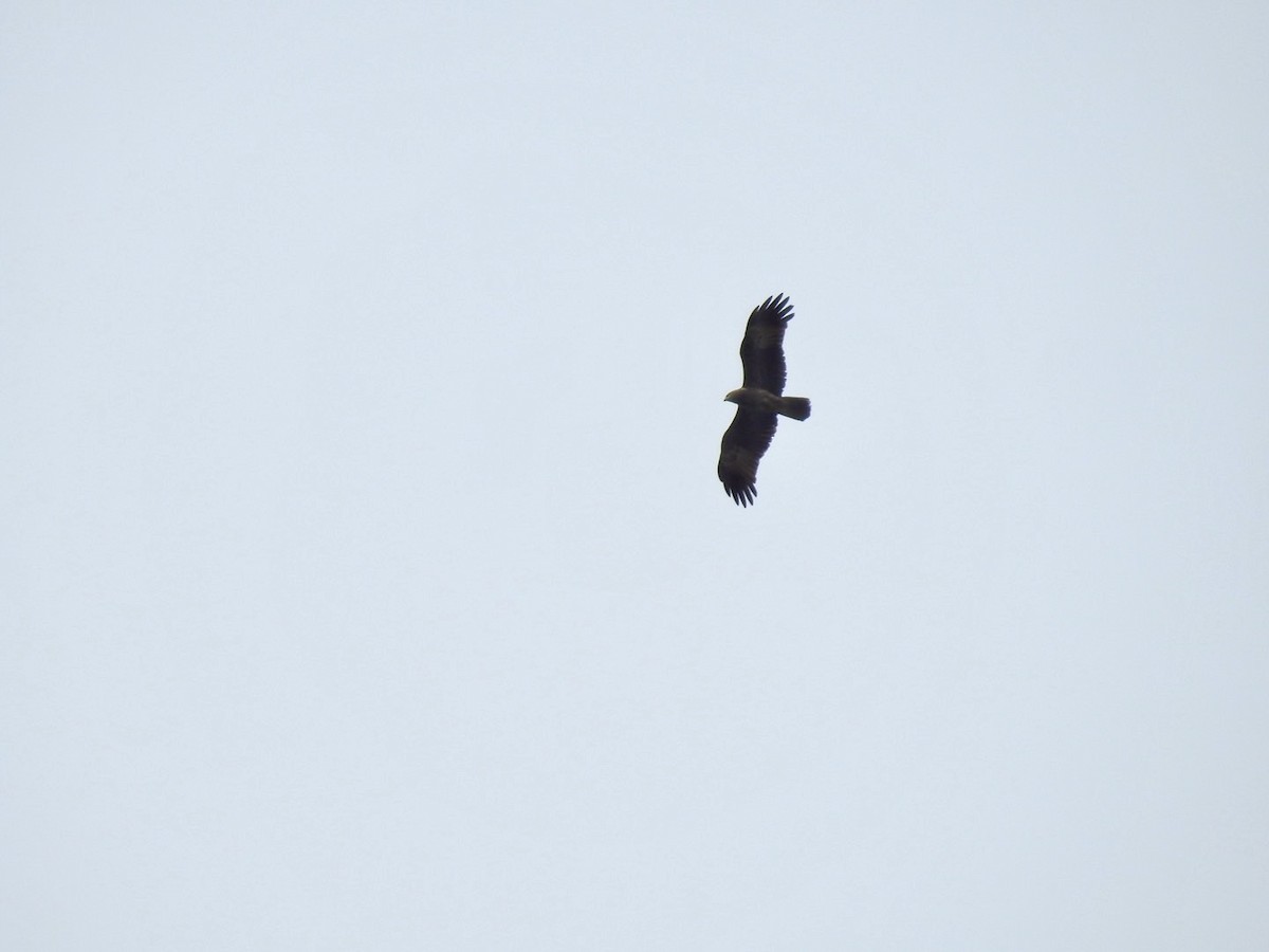 Brahminy Kite - ML641903897