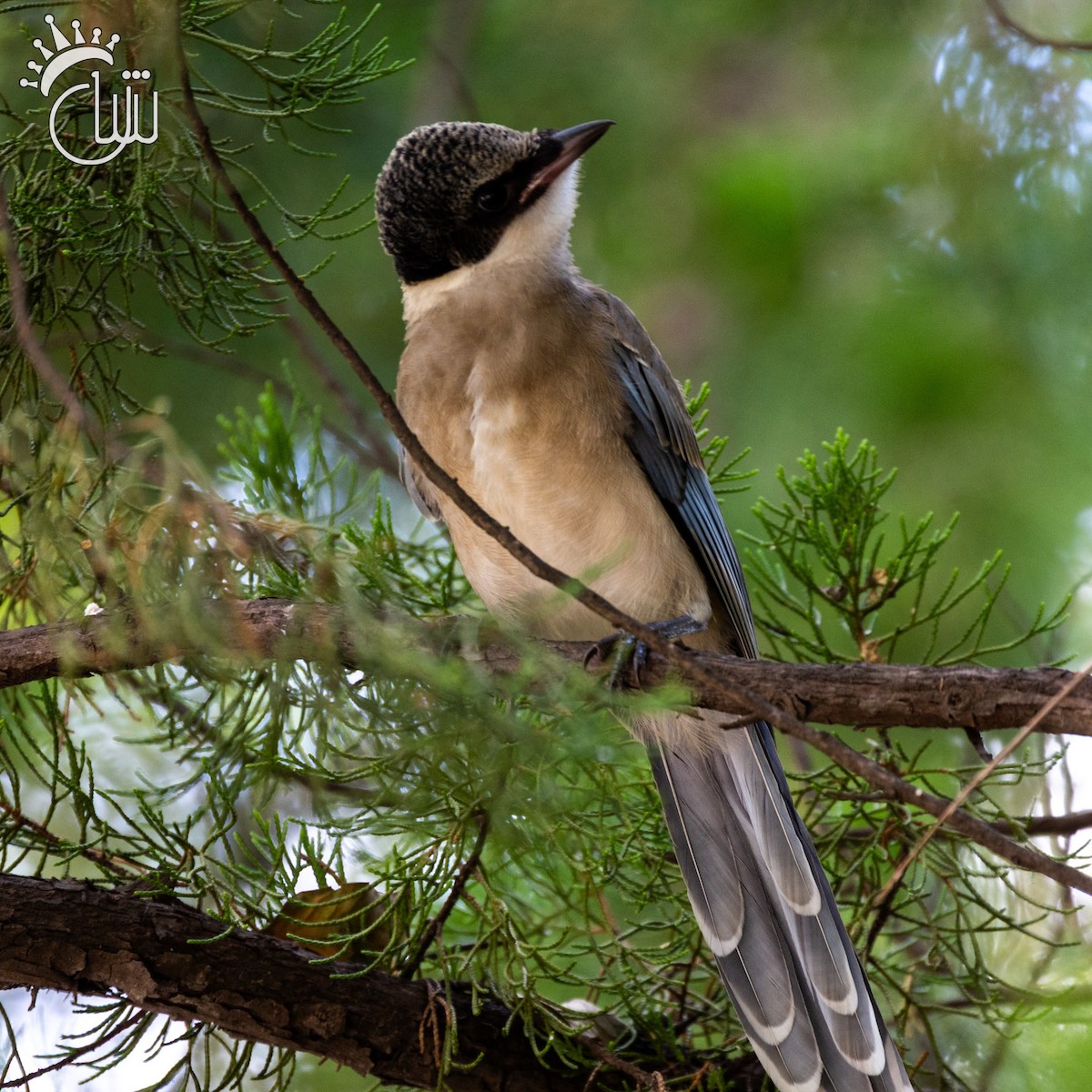 Azure-winged Magpie - ML641903934