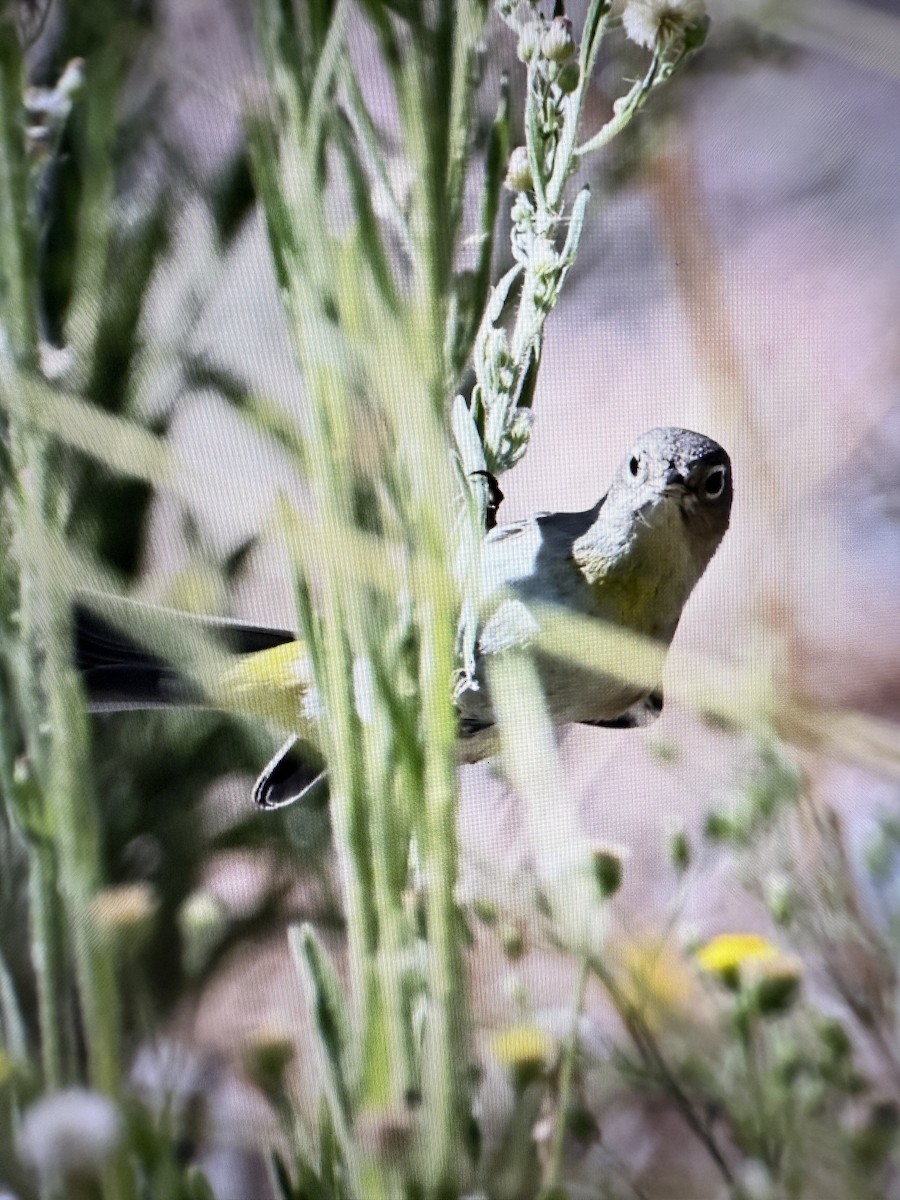 Virginia's Warbler - ML641903942