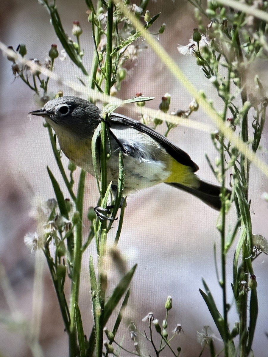 Virginia's Warbler - ML641903943
