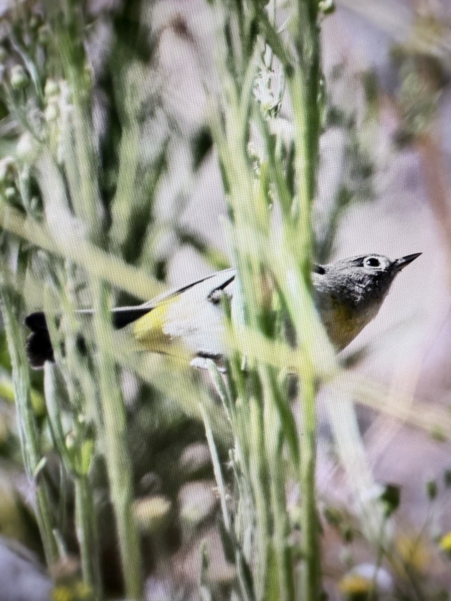 Virginia's Warbler - ML641903944