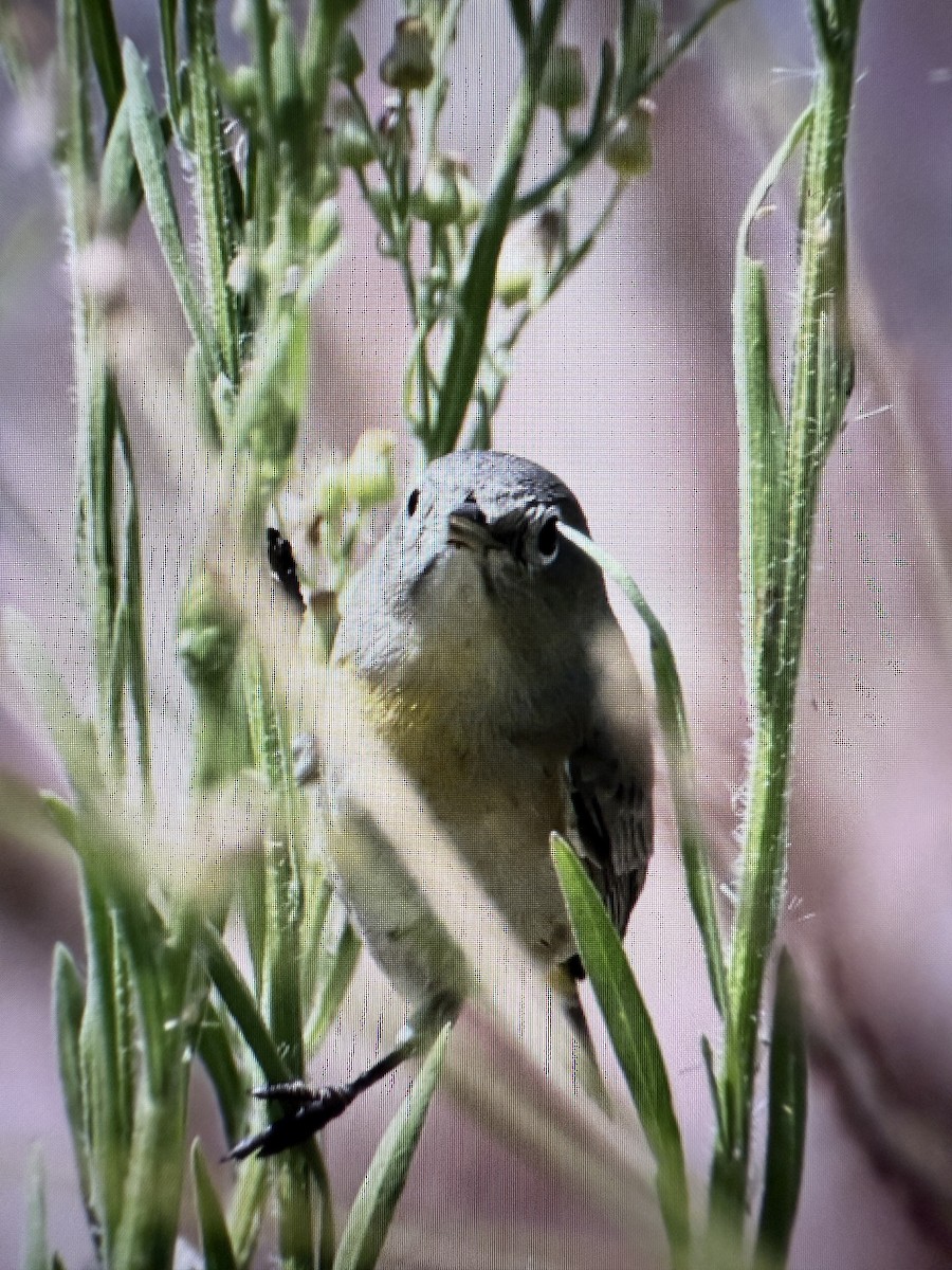 Virginia's Warbler - ML641903945