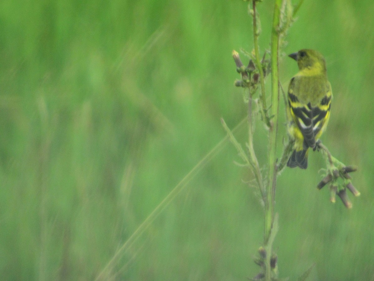 Hooded Siskin - ML641903966