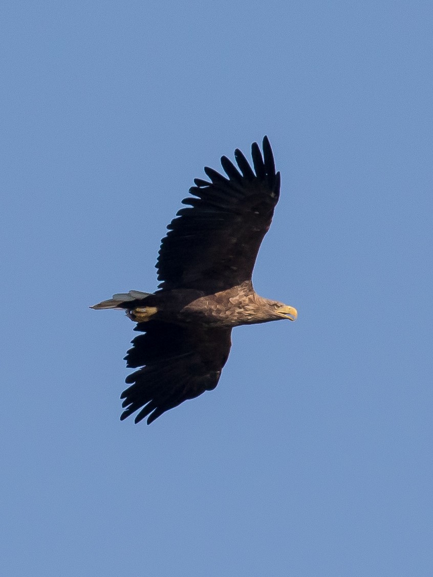 White-tailed Eagle - ML641903970