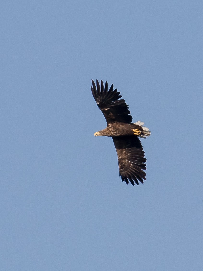 White-tailed Eagle - ML641903972