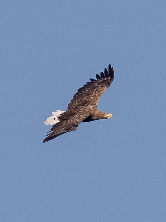 White-tailed Eagle - ML641903973