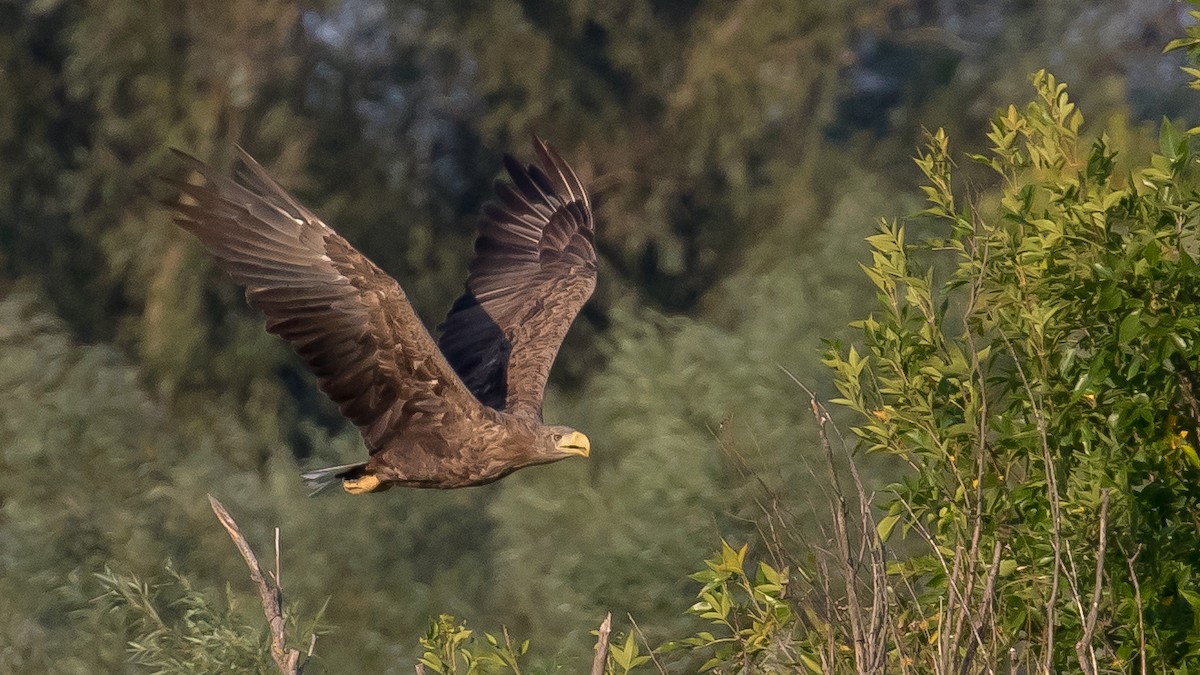 White-tailed Eagle - ML641903974