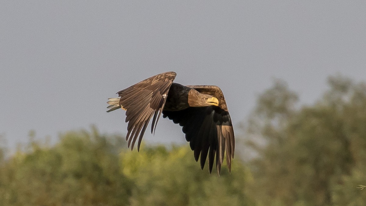 White-tailed Eagle - ML641903975