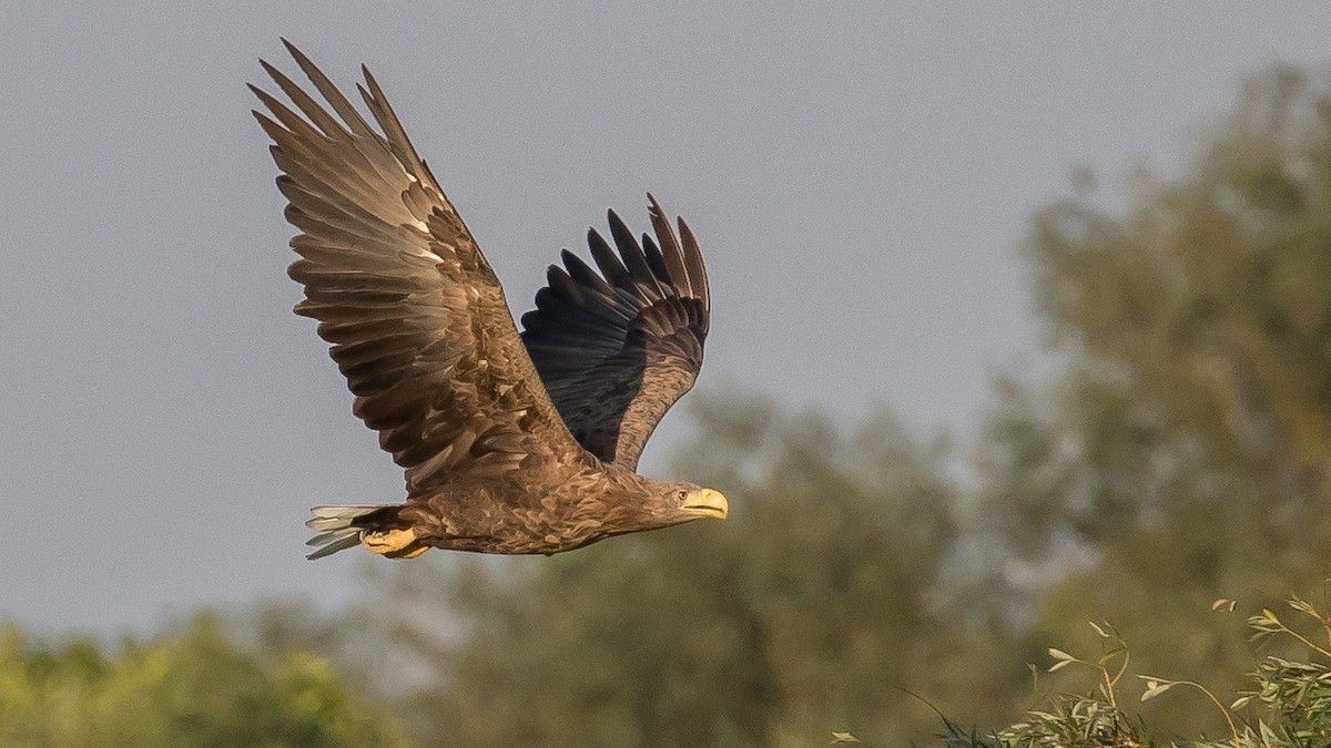 White-tailed Eagle - ML641903976