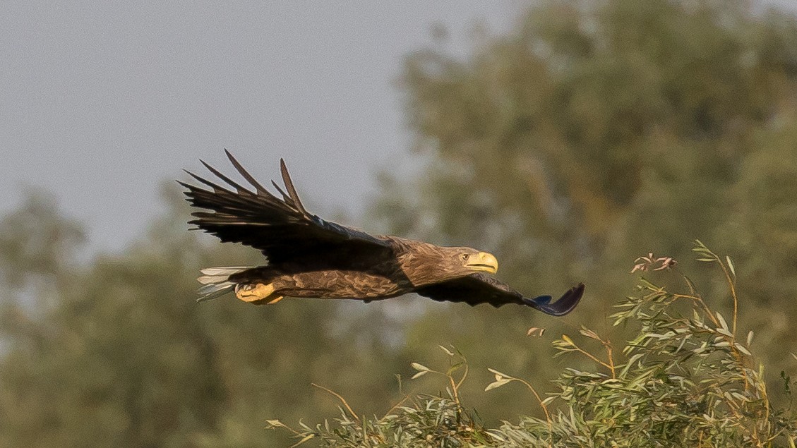 White-tailed Eagle - ML641903977