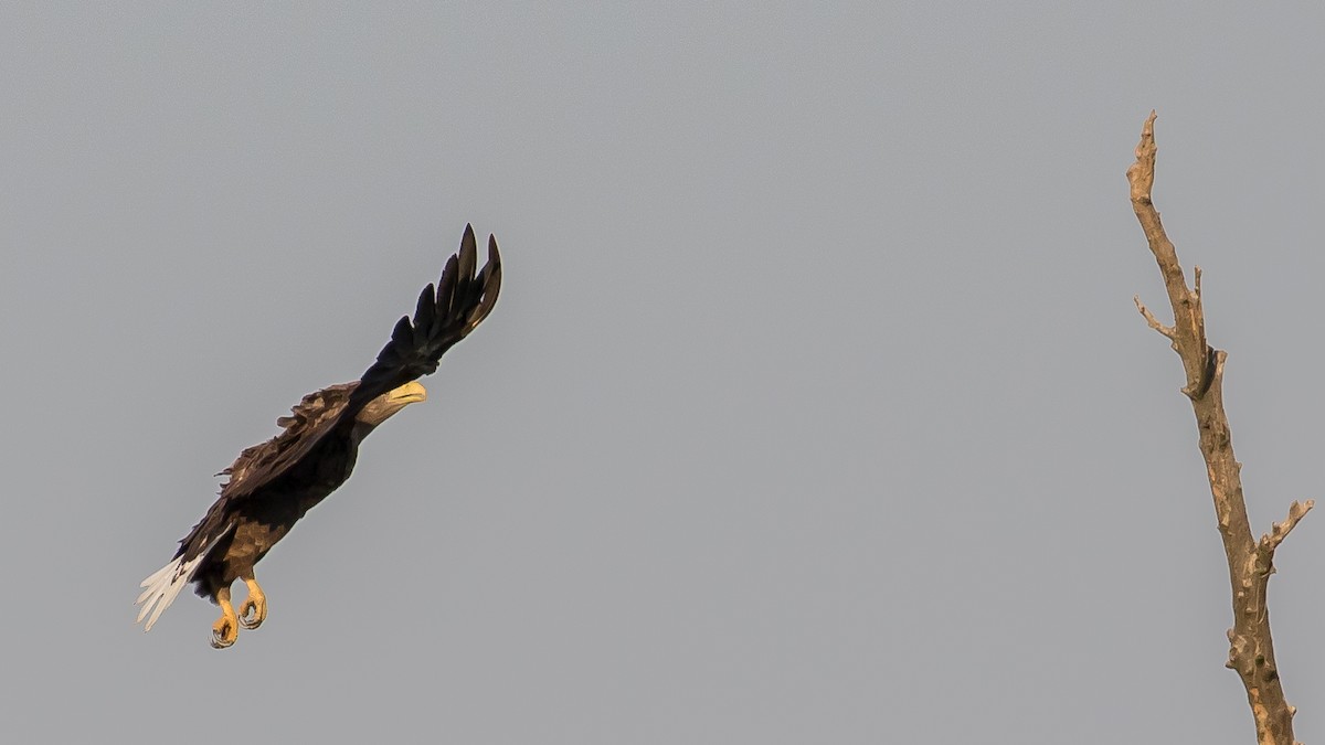 White-tailed Eagle - ML641903978