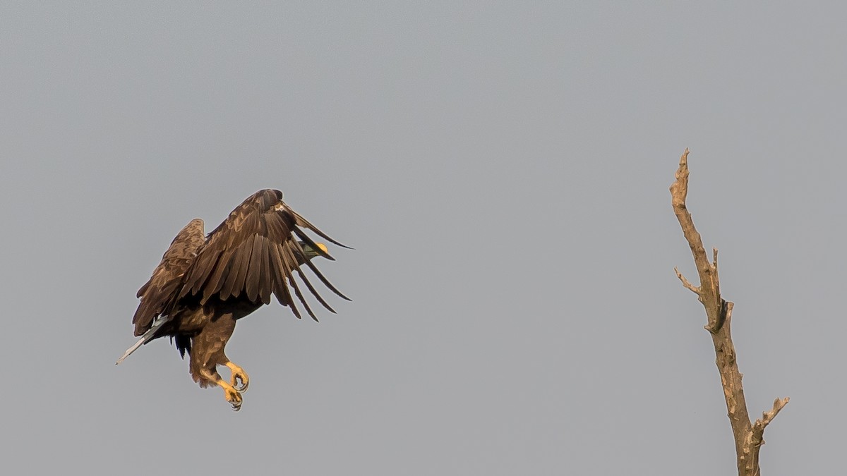 White-tailed Eagle - ML641903979